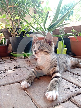 Tabby kitten with white marks resting outside by flower pots