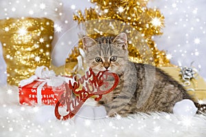 Tabby kitten wirh christmas decoration