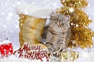 Tabby kitten wirh christmas decoration