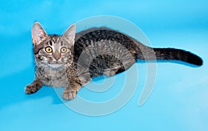 Tabby kitten with yellow eyes lying on blue