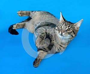 Tabby kitten with yellow eyes lying on blue