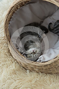 Tabby kittens sleeping and hugging in a basket