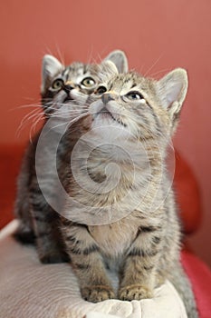 Tabby kittens