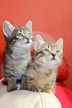 Tabby kittens