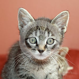 Tabby kittens