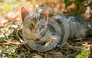 Tabby kitty cat sitting in the leaves out door