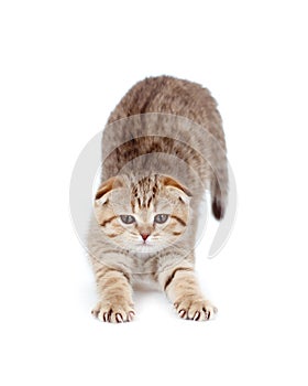 Tabby little kitten stretches isolated