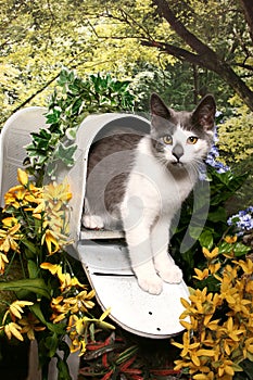 Tabby in a Mailbox