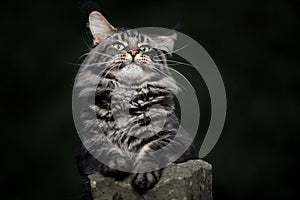Tabby maine coon cat looking funny