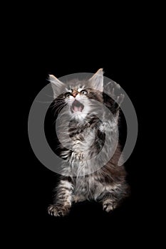 tabby maine coon kitten with open mouth playing lifting paw on black background