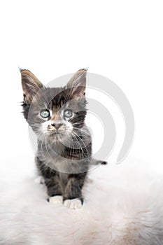 Tabby maine coon kitten portrait on white background