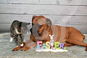 Tabby Manx cat and a Boxer breed dog Easter portrait