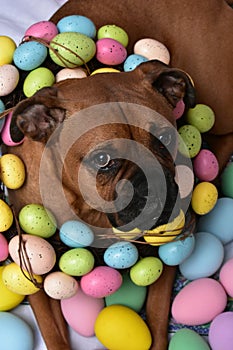 Tabby Manx cat and a Boxer breed dog Easter portrait