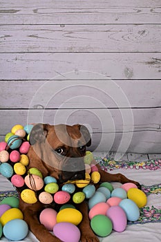 Tabby Manx cat and a Boxer breed dog Easter portrait