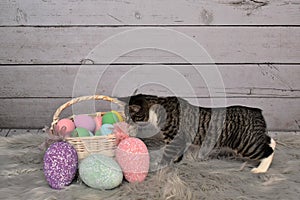 Tabby Manx Cat Easter Portrait