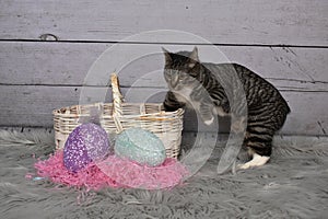 Tabby Manx Cat Easter Portrait