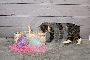 Tabby Manx Cat Easter Portrait