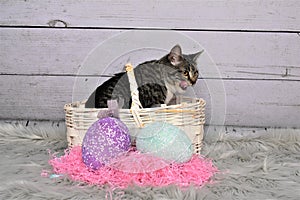 Tabby Manx Cat Easter Portrait