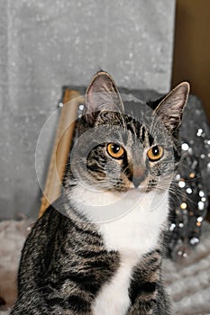 Tabby Manx Cat Portrait