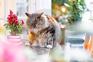 Tabby Persian cat glaring at camera