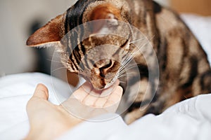 Tabby pet cat sniffing human hand palm. Relationship of owner and domestic feline animal. Adorable furry kitten friend. Friendship