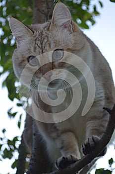 Tabby point cat