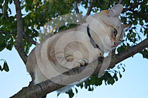 Tabby point cat