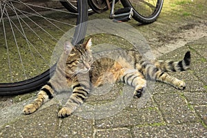 Tabby red cat laying near a bike on Amsterdam street