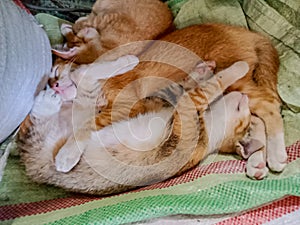 Tabby's three cats are sleeping