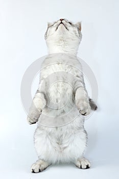 Tabby Scottish cat standing on hind feet