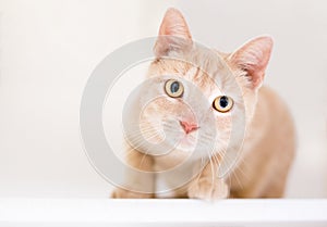 A tabby shorthair cat in a crouching position with a head tilt
