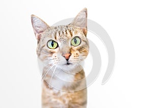 A tabby shorthair cat with large green eyes