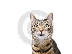 A tabby shorthair cat with long fangs