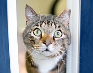 A tabby shorthair cat with one ear tipped