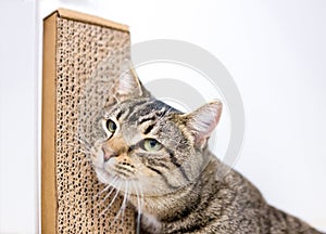 A tabby shorthair cat rubbing against a cat scratcher photo