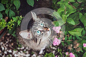 Tabby Siberian cat in flowers and greenery top view. Walking with pets in nature