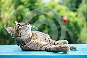 Close-up of a tabby sleep on a blue cement floor and looking above