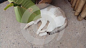 Tabby sleeping happily