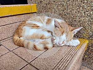 Tabby on the sleeping