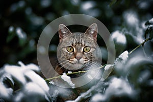 Tabby Stares Through Snowy Bush