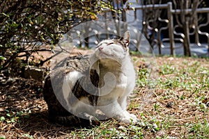 A tabby stray cat