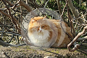 A tabby stray cat is sunbathing on the wall.