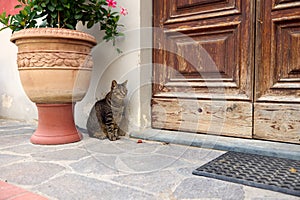 Tabby street cat near a clay vase with growing flowers near a wooden door of an unrecognizable countryside house