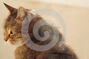 Tabby tired cat with green eyes and brown fur looking sleepy. Close-up portrait of a domestic bored pet