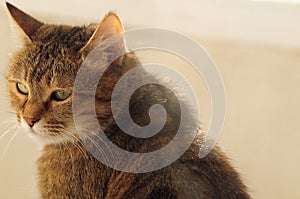 Tabby tired cat with green eyes and brown fur looking sleepy