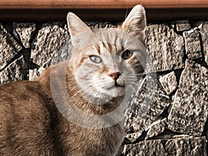 Tabby tomcat with beautiful eyes