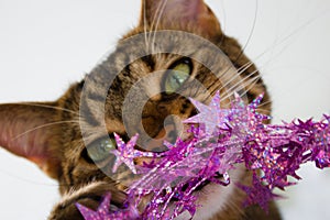 Tabby  tomcat with green eyes has a festive glittering chain in his mouth