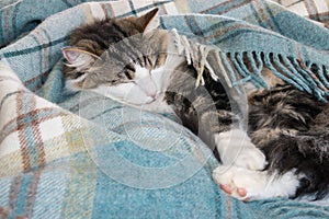 Tabby tomcat resting curled up in blue tartan wool blanket