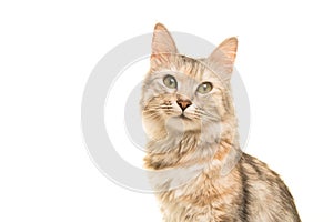 Tabby turkish angora cat portrait looking at the camera