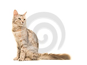 Tabby Turkish angora cat sitting looking back to the right seen from the side